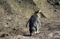 enrico gasperi_ Rockhopper penguin bored (ph. Steinfurth)