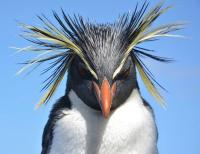 enrico gasperi_ Rockhopper penguin (ph. Steinfurth)