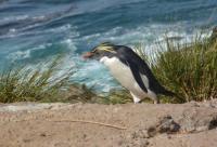 enrico gasperi_ Rockhopper penguin (ph. Steinfurth)